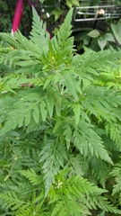 Ambrosia