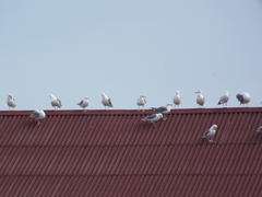 Larus fuscus barabensis