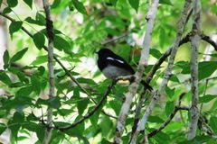 Copsychus albospecularis