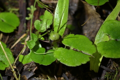 Corybas vitreus