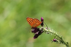 Argynnis adippe