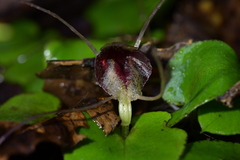 Corybas hatchii