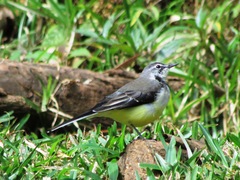 Motacilla flaviventris