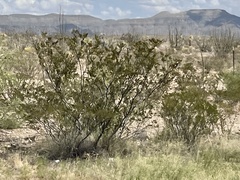 Larrea tridentata