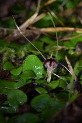 Corybas hatchii