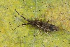 Orchesella flavescens