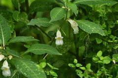 Impatiens