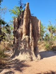 Nasutitermes triodiae