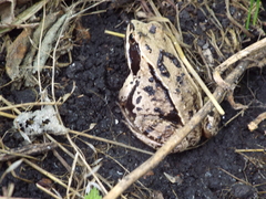 Rana arvalis
