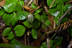 Corybas hatchii