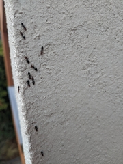 Crematogaster scutellaris