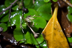 Corybas hatchii