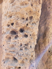 Nasutitermes triodiae