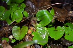 Corybas hatchii