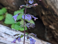 Clinopodium