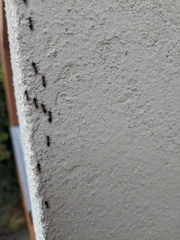 Crematogaster scutellaris