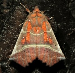 Scoliopteryx libatrix