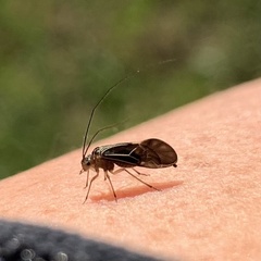 Cerastipsocus venosus