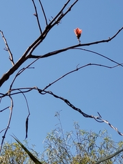 Brachychiton viscidulus