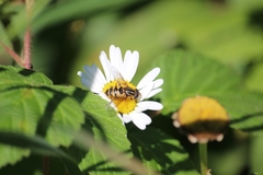 Helophilus fasciatus