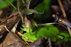 Corybas hatchii