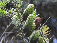 Keteleeria