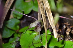 Corybas hatchii