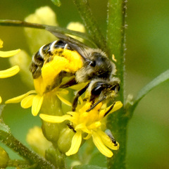 Callandrena