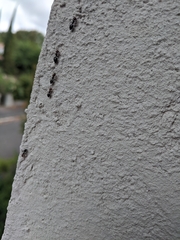 Crematogaster scutellaris