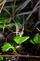 Corybas hatchii