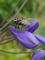 Graphomya maculata