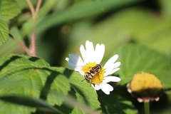 Helophilus fasciatus
