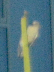 Melanerpes carolinus