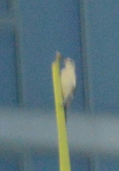 Melanerpes carolinus