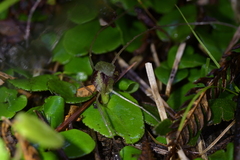 Corybas hatchii