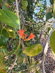 Brachychiton megaphyllus