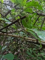 Stachyurus himalaicus