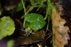 Corybas hatchii