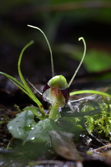 Corybas vitreus