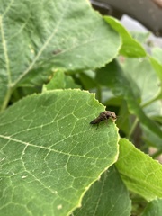 Ontholestes tessellatus