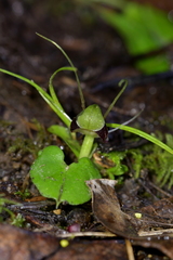 Corybas vitreus
