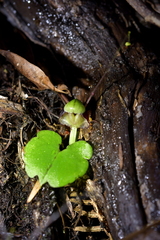 Corybas vitreus