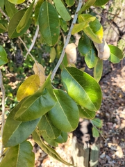 Brachychiton megaphyllus