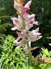Corydalis caseana
