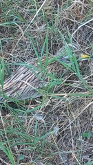 Burhinus oedicnemus