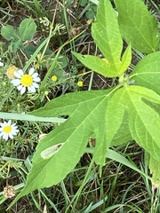 Calycomyza ambrosiae