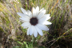 Dimorphotheca nudicaulis