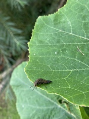 Ontholestes tessellatus
