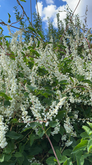 Fallopia baldschuanica