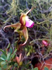 Disperis capensis capensis
